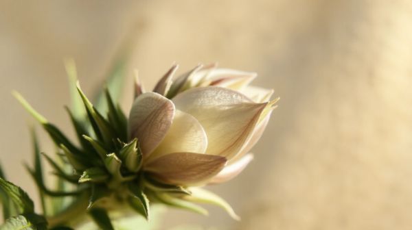 Die besten CBD-Blüten: Ihre Vorteile und Vielfalt